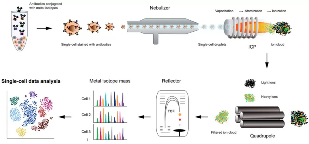 Fig. 2 Schematic representation of a workflow of high-throughput single-cell proteomics analysis using CyTOF